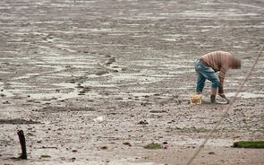 À procura de ameixas no Tejo.