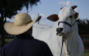 Medida afeta bovinos, equinos, aves de capoeira, ovos, aquicultura, mel e invólucros