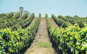 A produção de vinho tem caminhado cada vez mais para uma lógica de rega mais eficiente e regeneração dos solos.