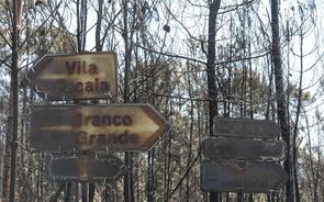 Os grandes incêndios de 2017 causaram 115 mortos e prejuízos avaliados em mais de mil milhões de euros.