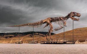 De predador a ativo de luxo: T-Rex com 67 milhões de anos pode tornar-se fóssil mais caro de sempre
