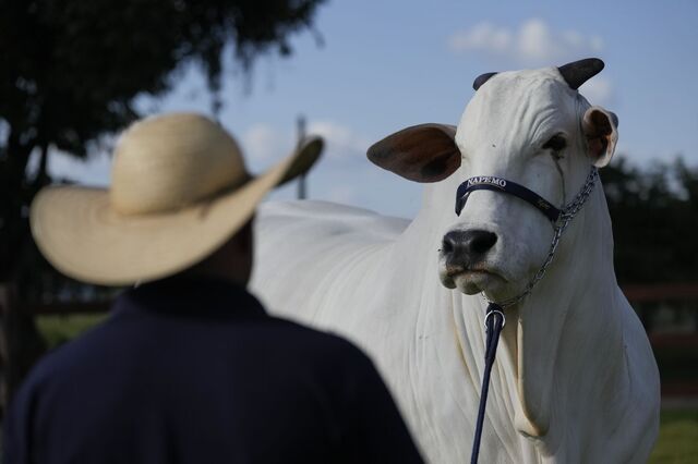 Antimicrobianos leva UE a vetar importações de carne e animais do Brasil