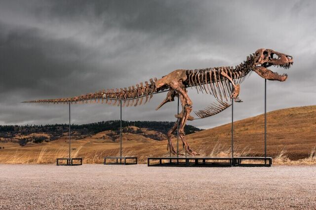 De predador a ativo de luxo: T-Rex com 67 milhões de anos pode tornar-se fóssil mais caro de sempre