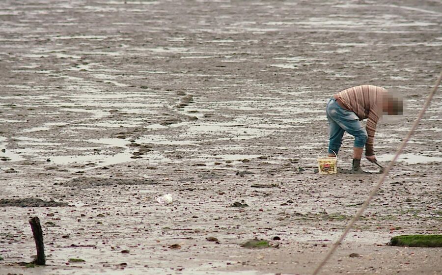 À procura de ameixas no Tejo.