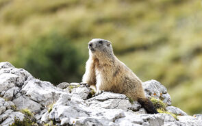 O estudo de marmotas foi posto em causa por falta de financiamento.