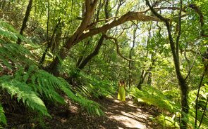 Mulher passeia numa floresta em Tenerife